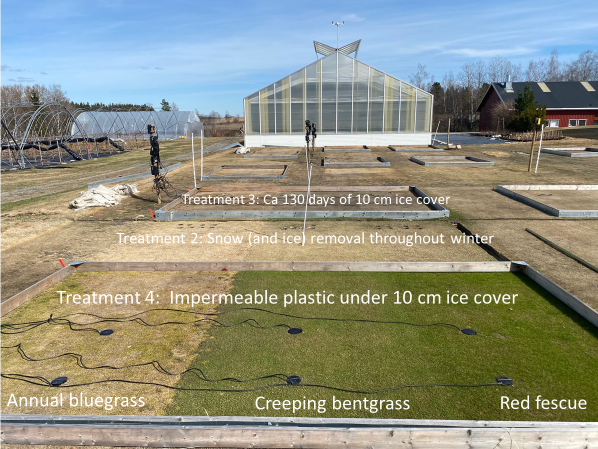 turfgrass research plots with a greenhouse in the background