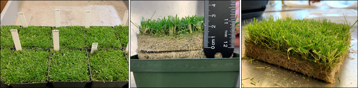 three images, the first of grasses in nursery pots, the second of grass and roots being measured by a ruler, the third of the root-trimmed plants on a counter