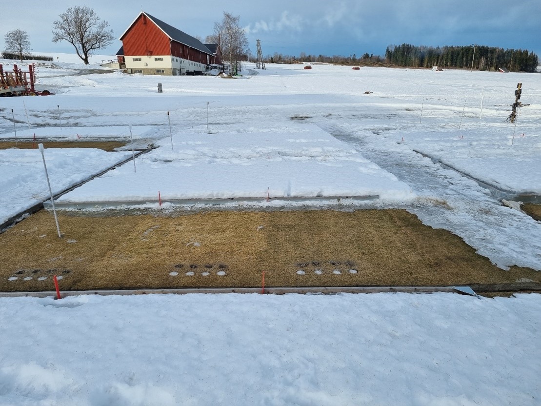 Turfgrass research plots in winter, some of the plots have the snow cleared away