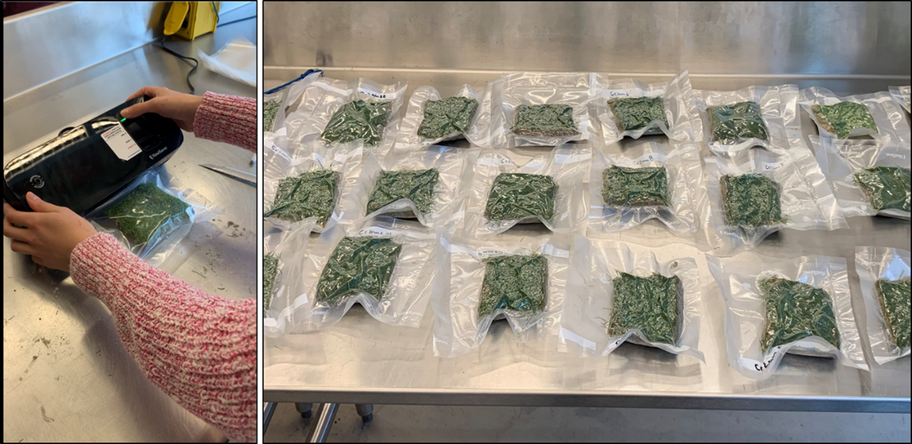 a grass sample being vacuum sealed in a plastic bag and numerous plant samples in their sealed bags