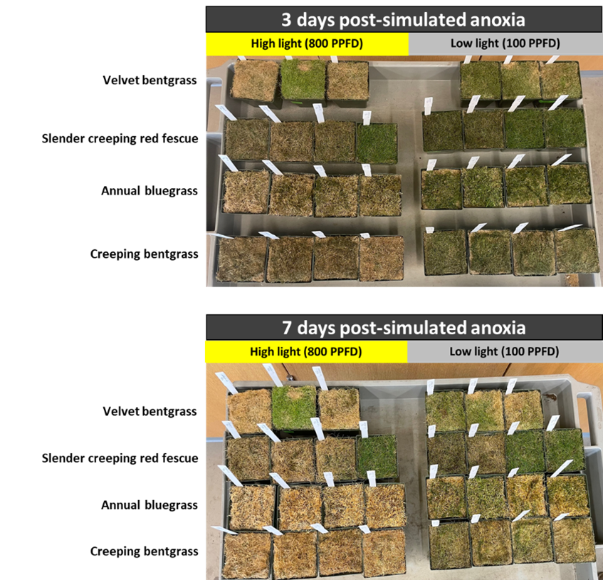 Before and after - the before image shows turfgrasses that are mostly green and the after image shows turfgrasses that are mostly brown