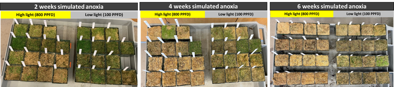 three images that compare turfgrasses 2, 4 and 6 weeks after anoxia 