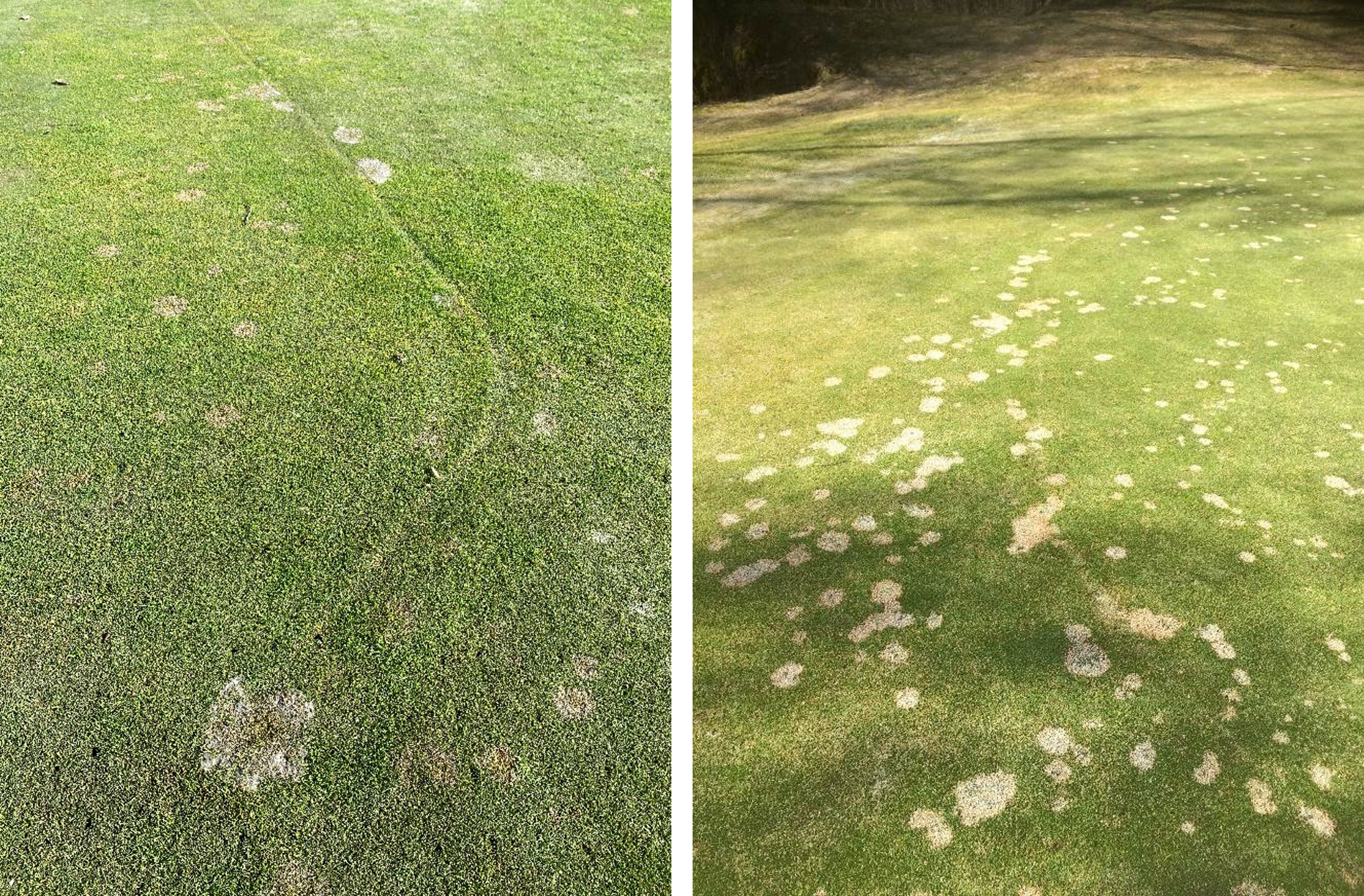 two different golf course greens with dead spots due to disease