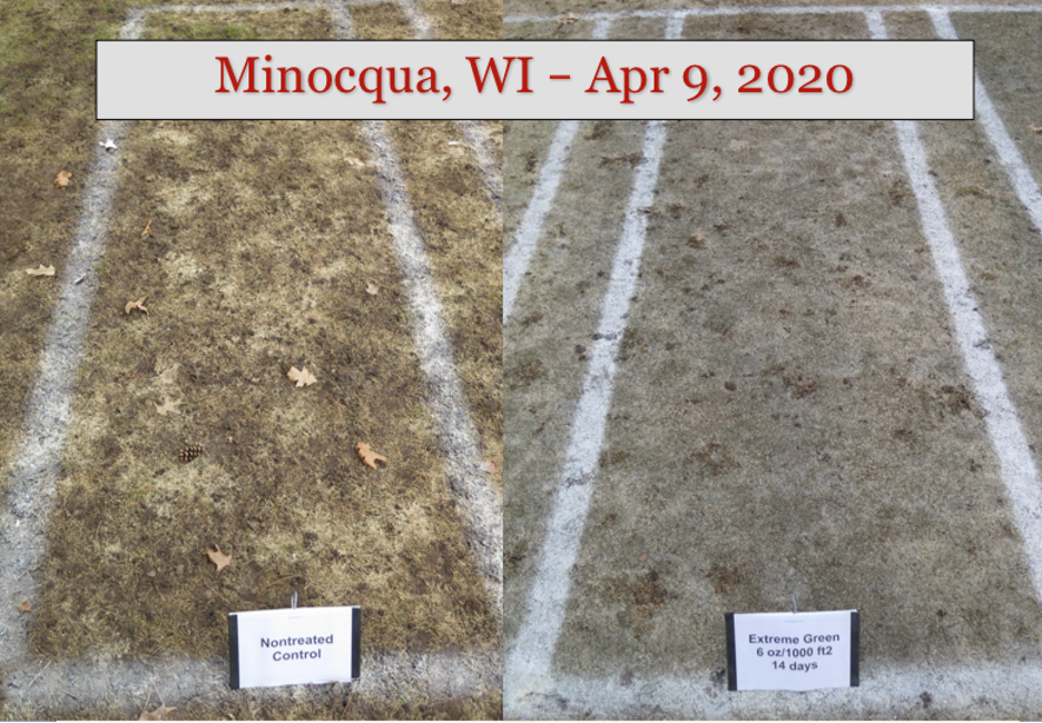 Two patches in an experiment to control snow mold 