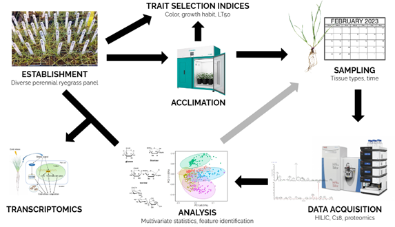 a diagram of steps in the workflow of perennial ryegrass omics