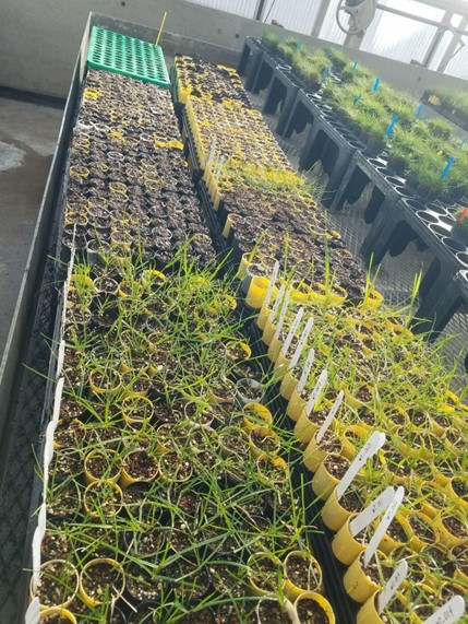perennial ryegrass seedlings growing in containers on a greenhouse bench