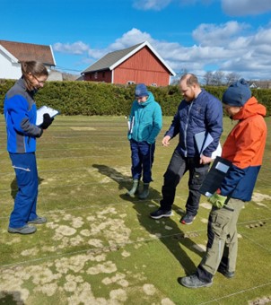 four people examining turf research plots