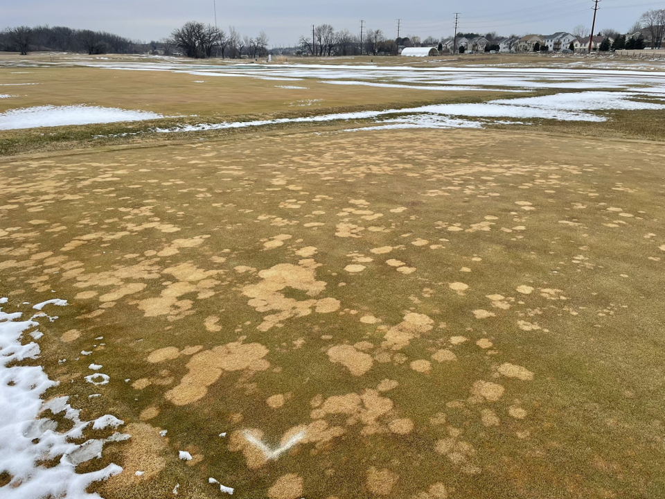 turfgrass research plots in early spring with many disease spots