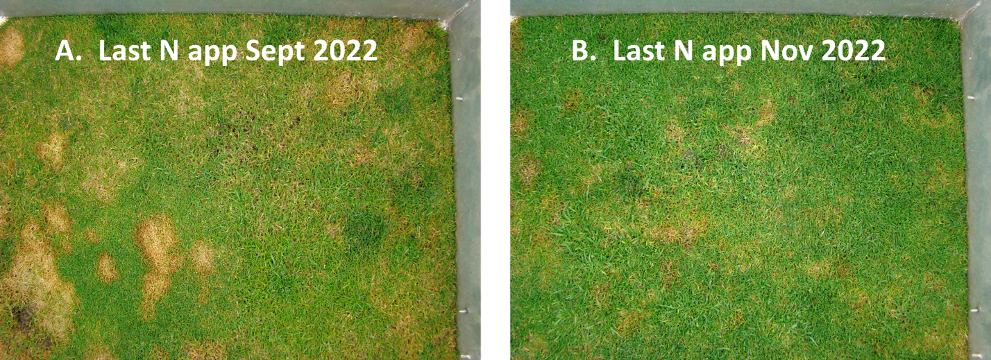 Two turfgrass research plots side by side, the September plot has more disease, while the November plot has less