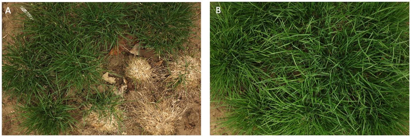 two images, one of a half-dead turfgrass plant and the other of a healthly turfgrass plant