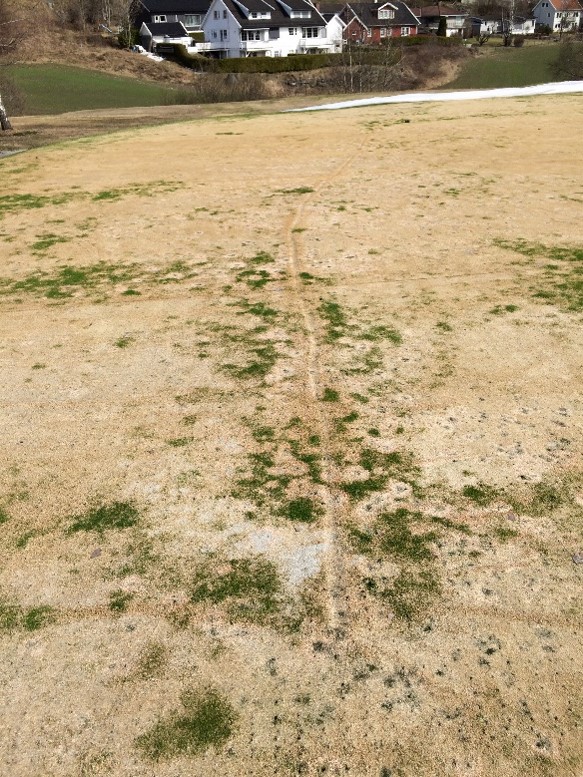 dead turfgrass with a depression in the soil