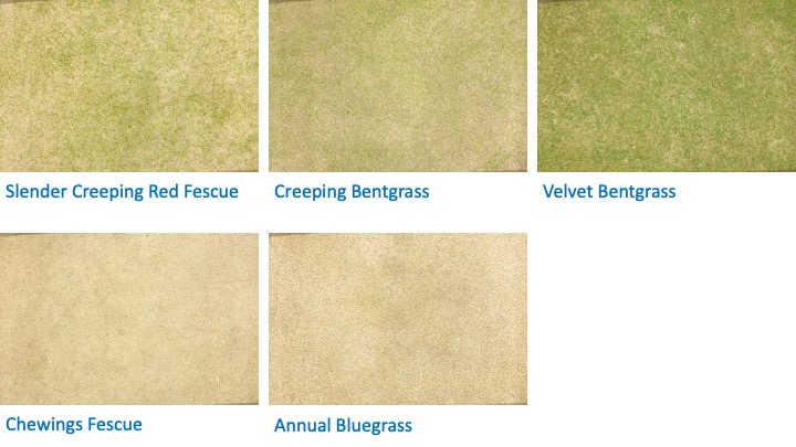 Five individual photos of turfgrass research plots with varying degrees of damage