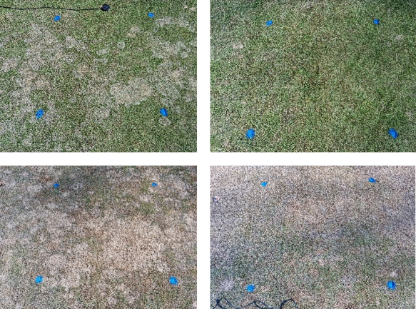 four turfgrass research plots with varying degrees of disease