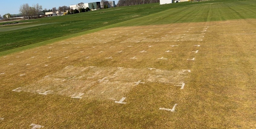 research plots with dead turfgrass