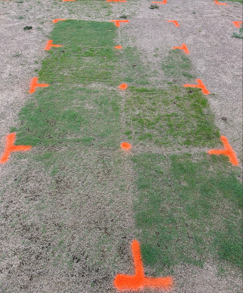 Research plots with turfgrass seedlings