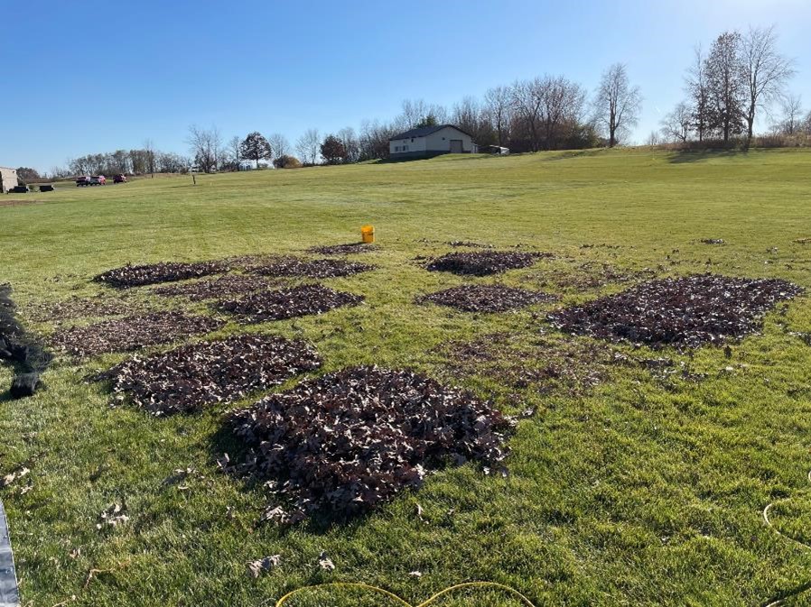 turfgrass research plots, some with dead tree leaves on top