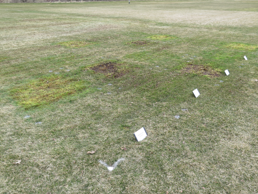 turfgrass research plots, some with dead turf