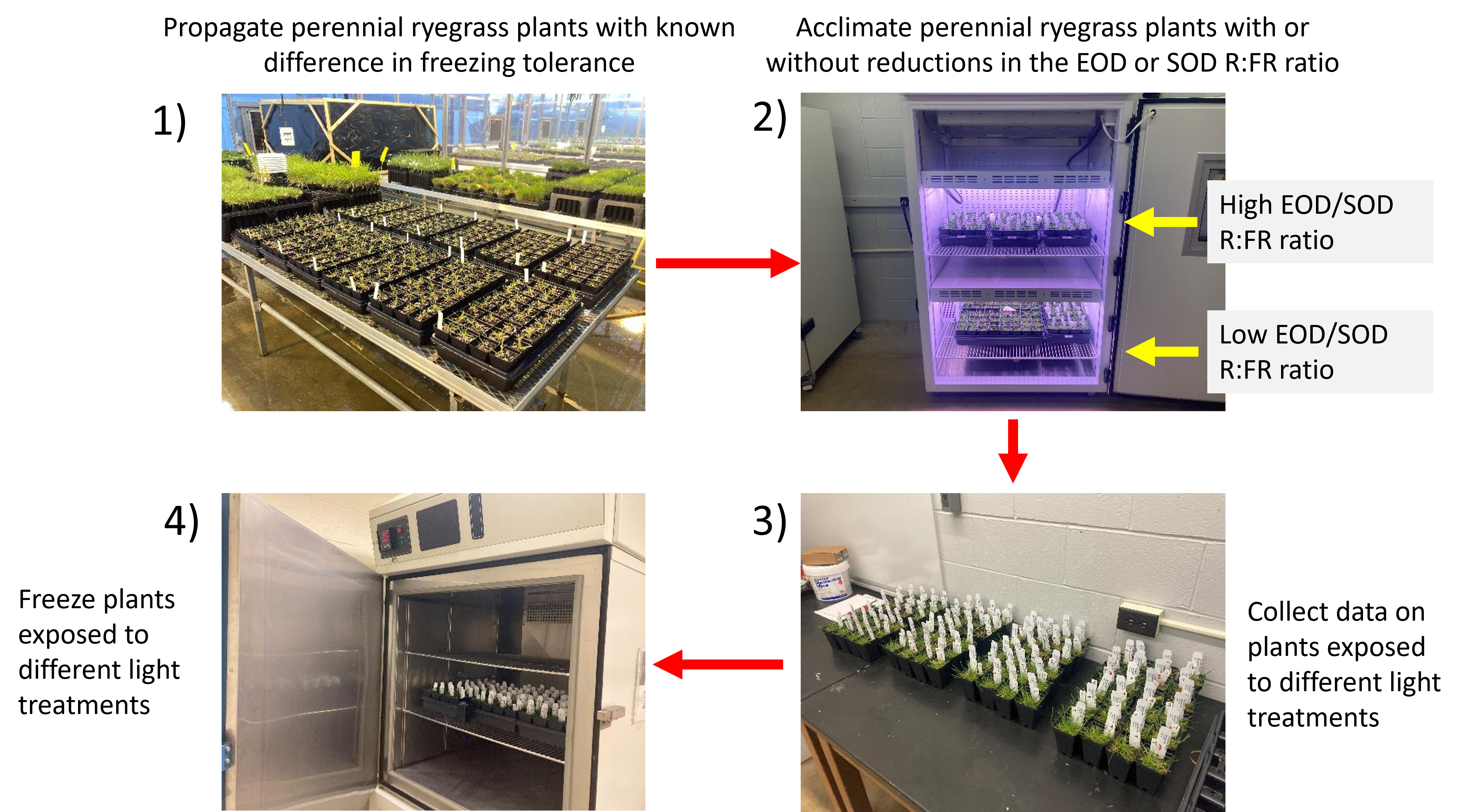 turfgrass plants in the greenhouse, growth chamber, laboratory and freezer