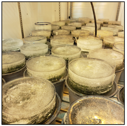 turfgrass research specimen in a growth chamber