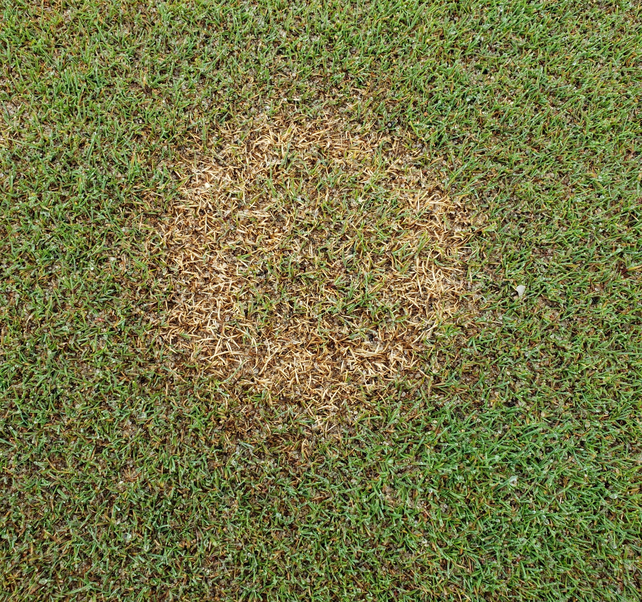 shortly mown turfgrass with a circular patch of damage from disease