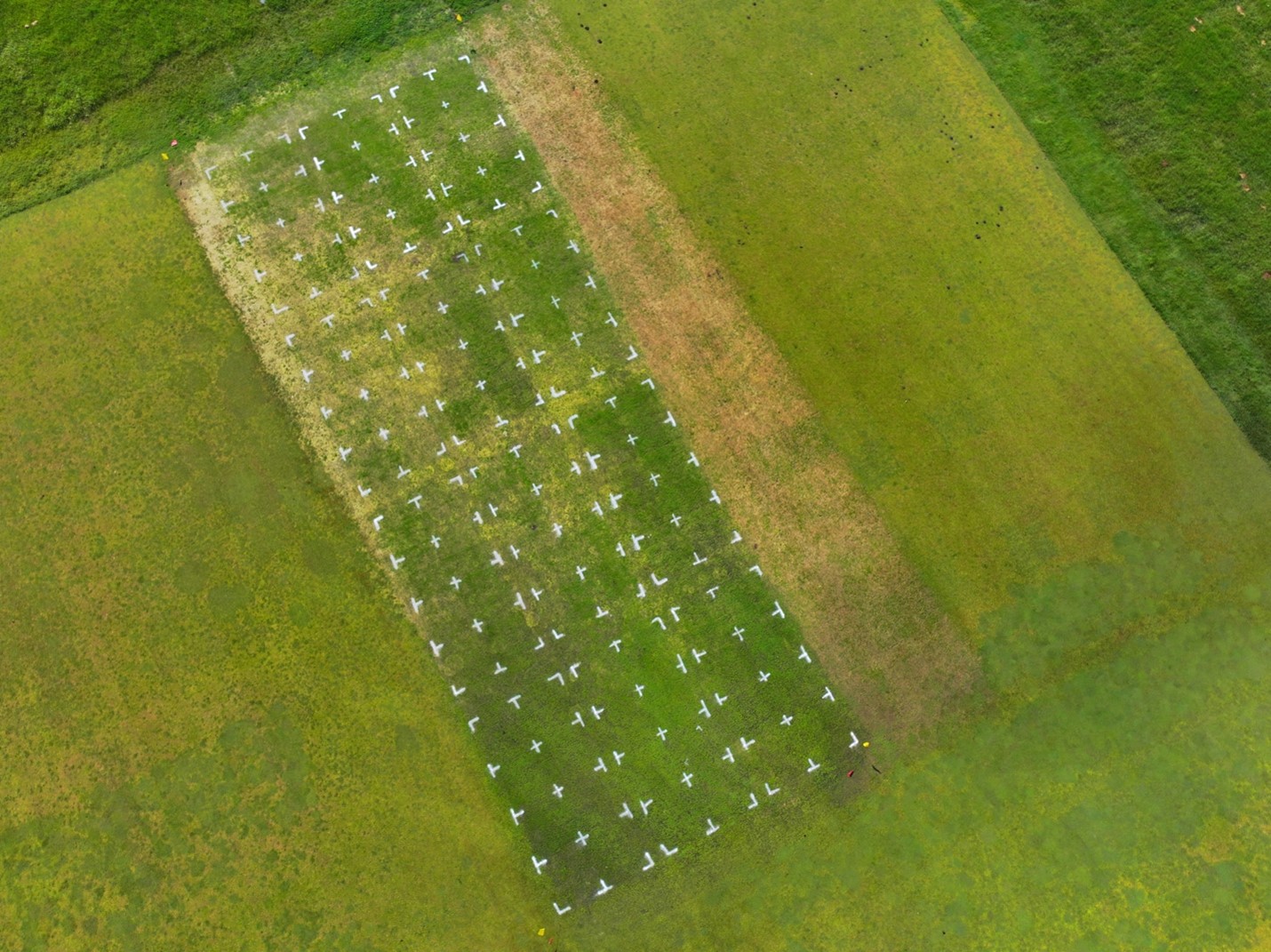 An aerial photograph of turfgrass research area with individual plots outlined with white painted corners; some plots are green (established) and some are brown (not established).