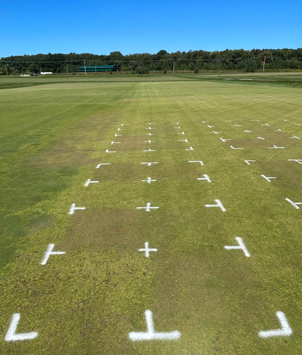 A photo of a turfgrass research area, with individual plots outlined with white painted corners. 