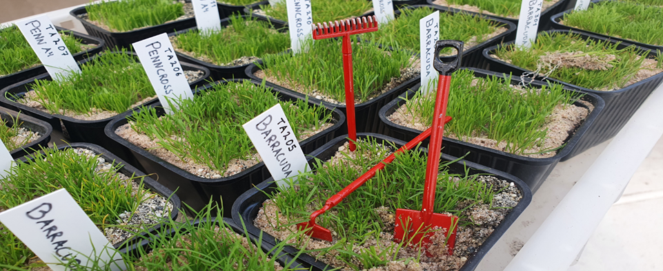 Pots of turfgrass growing in sand with white labels and mini red rakes sticking out of one pot.