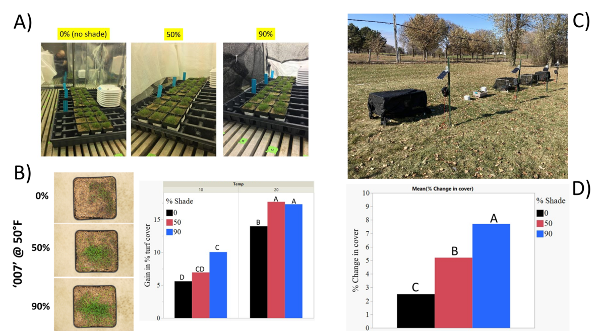 a series of five images; the first is a set of turfgrass samples in the growth chamber grown under different levels of shade, the second is looking down at three turfgrass samples alongside a graph of gain in turf cover by % shade at two different temperatures, the third is shade cloths covering turfgrass samples in the field, and the fourth is a graph of % change in cover by % shade