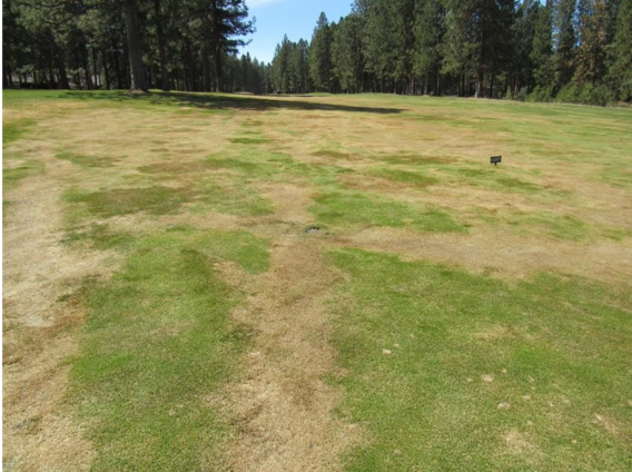 winter damage to turfgrass on a golf course
