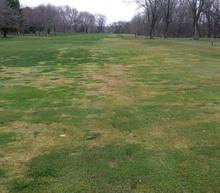 Turfgrass that has been damaged by winter stress